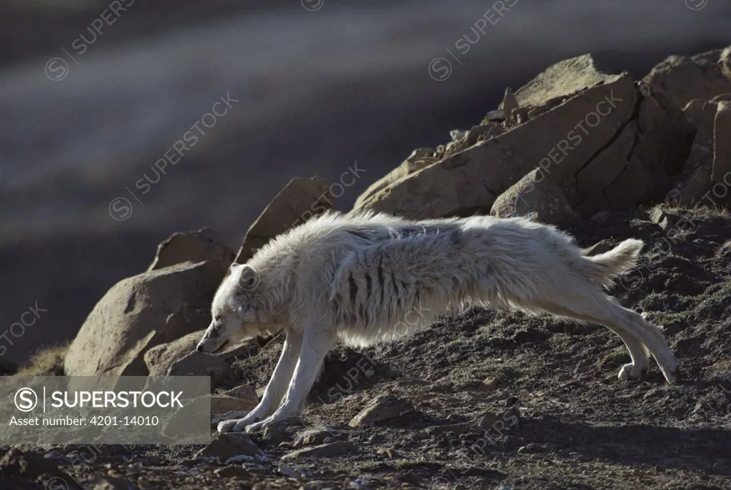 Arctic Wolf (Canis lupus) stretching, Ellesmere Island, Nunavut, Canada