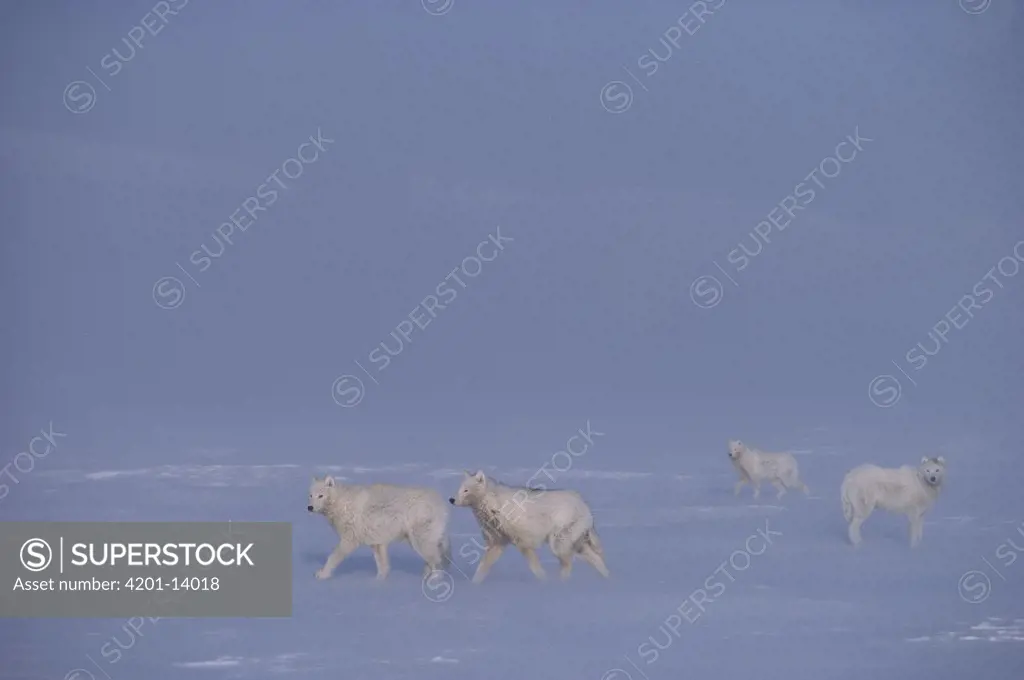 Arctic Wolf (Canis lupus) group in snow, Ellesmere Island, Nunavut, Canada