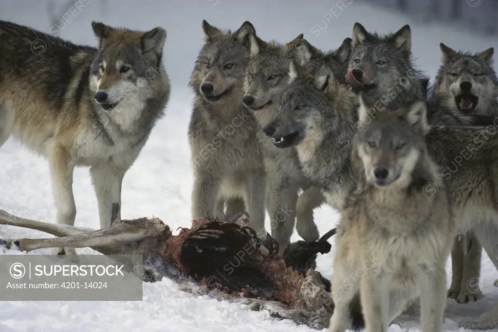 Timber Wolf (Canis lupus) pack at White-tailed Deer (Odocoileus virginianus) kill, Minnesota