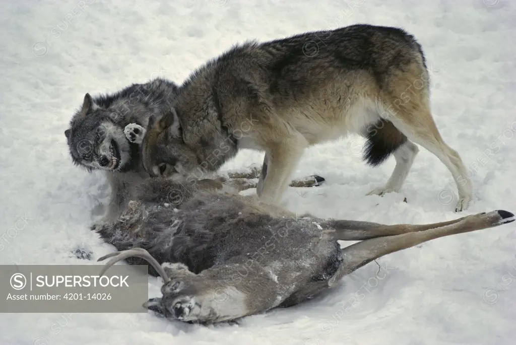 Timber Wolf (Canis lupus) pair feeding on White-tailed Deer (Odocoileus virginianus) carcass, Minnesota