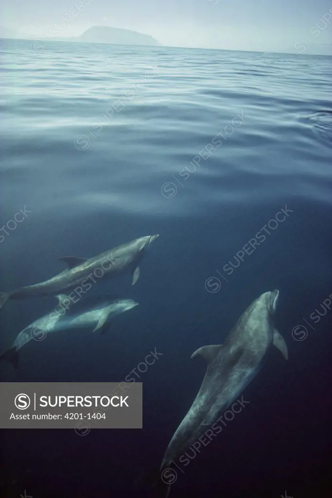 Bottlenose Dolphin (Tursiops truncatus) pod near Isabella Island, Galapagos Islands, Ecuador