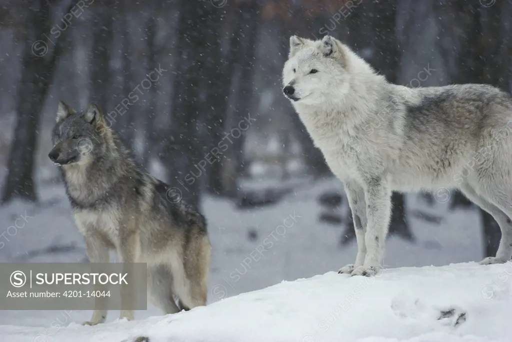 Timber Wolf (Canis lupus) pair in winter, Minnesota