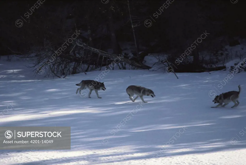 Timber Wolf (Canis lupus) trio playing in snow, Minnesota