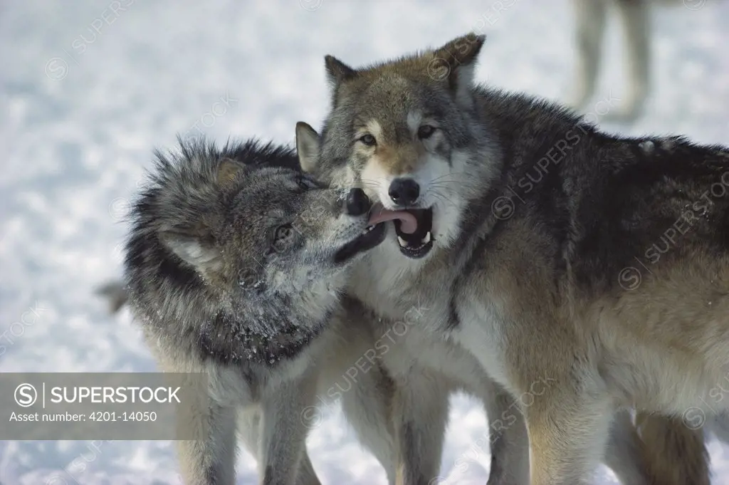 Timber Wolf (Canis lupus) submissive individual showing affection toward dominant male, Minnesota