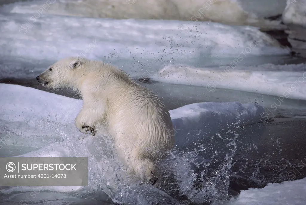 Polar Bear (Ursus maritimus) jumping out of water, Ellesmere Island, Nunavut, Canada