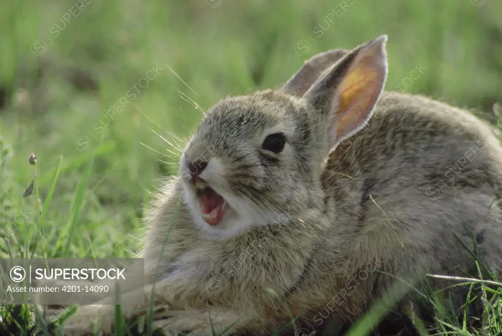 Cottontail Rabbit (Sylvilagus aquaticus) yawning, South Dakota