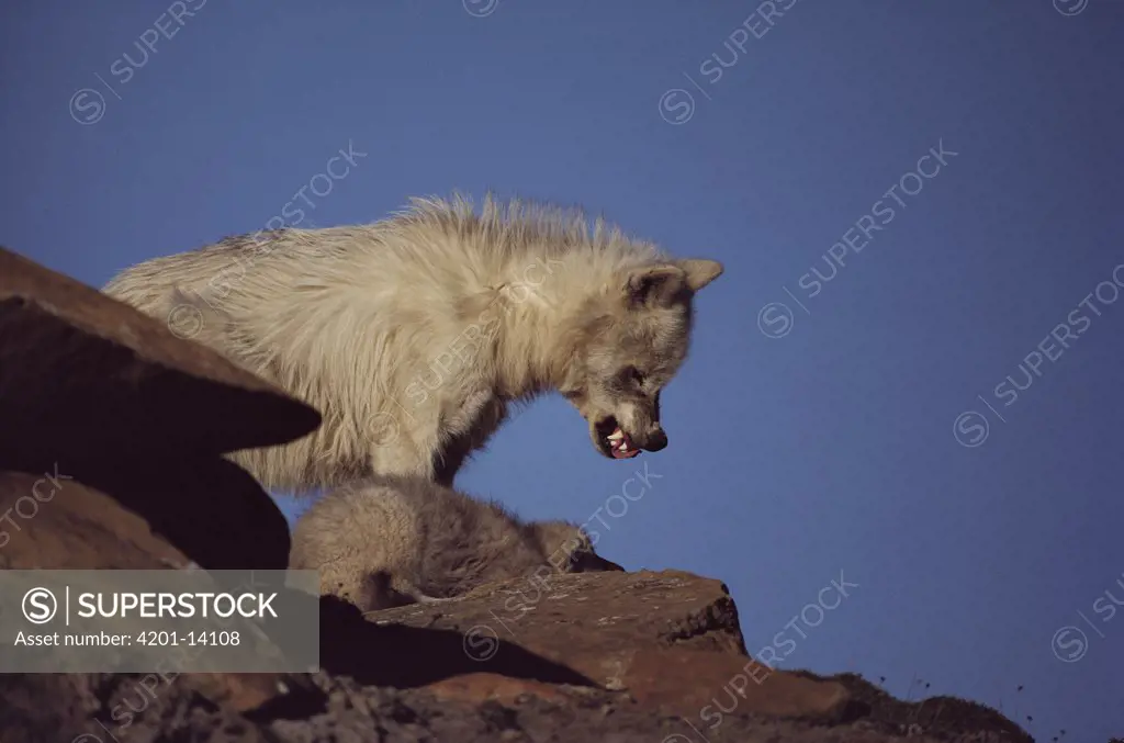 Arctic Wolf (Canis lupus) juvenile scolding submissive pup, Ellesmere Island, Nunavut, Canada