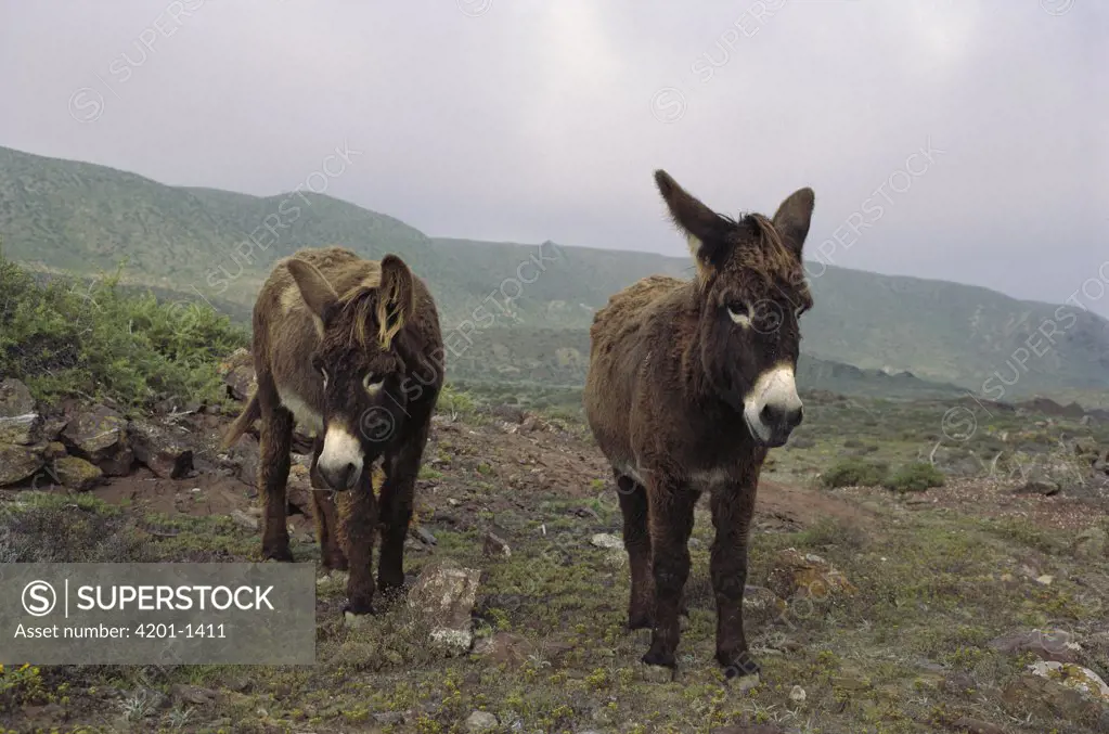 Feral Donkey (Equus asinus) pair on overgrazed pasture, San Benito Island, Baja California, Mexico
