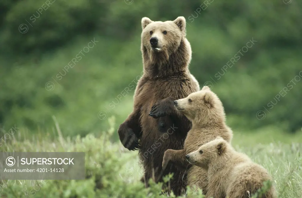 Grizzly Bear (Ursus arctos horribilis) mother and two cubs, Alaska