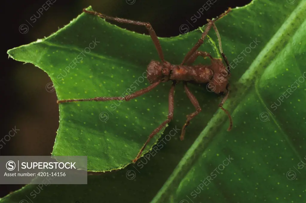 Leafcutter Ant (Acromyrmex octospinosus) cutting leaf
