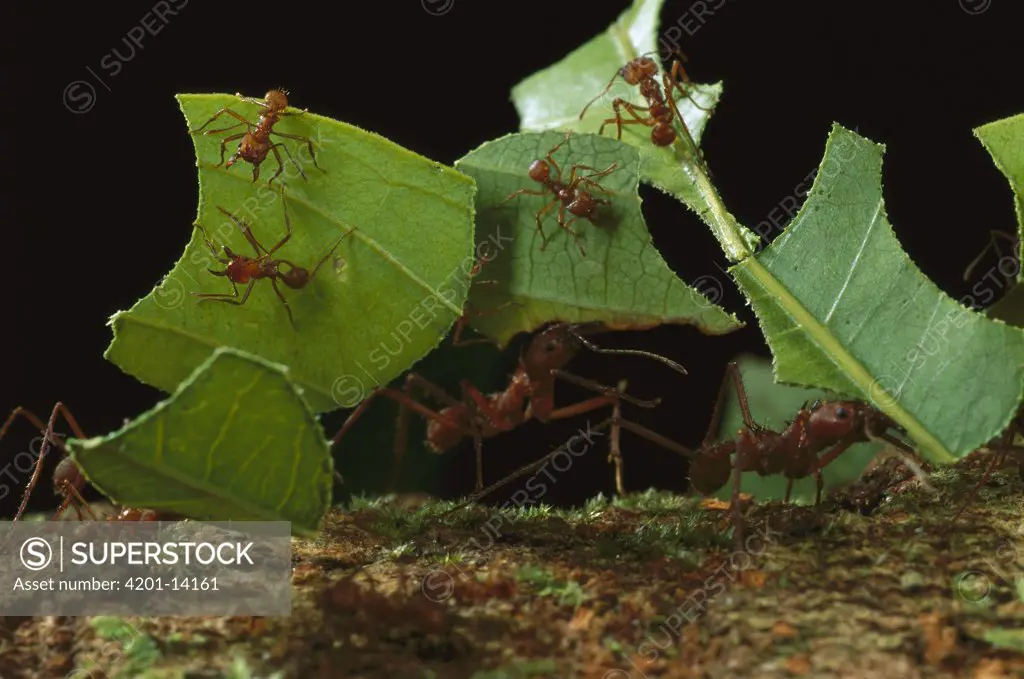 Leafcutter Ant (Atta cephalotes) workers carrying leaves to nest, French Guiana