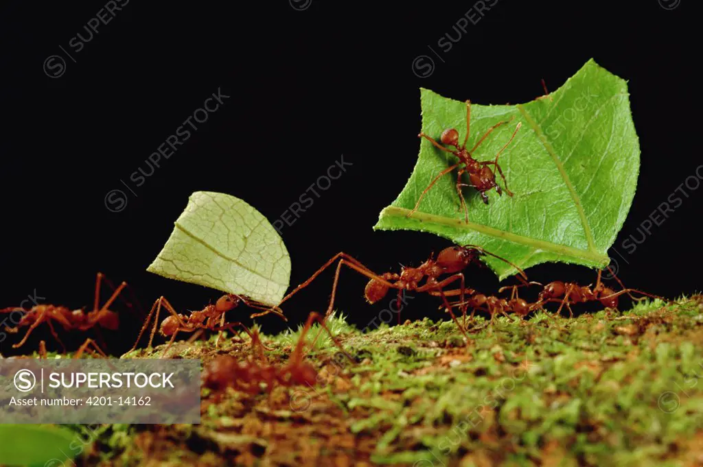 Leafcutter Ant (Atta cephalotes) workers carrying leaves to nest, French Guiana