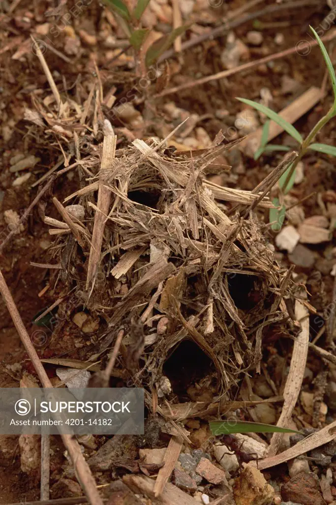 Leafcutter Ant (Atta sp) nest entrance, some of the grass-cutting species, including French Guiana's Atta species, have nest entrances hatched with bits of grass, worker at bottom right carrying grass back to nest