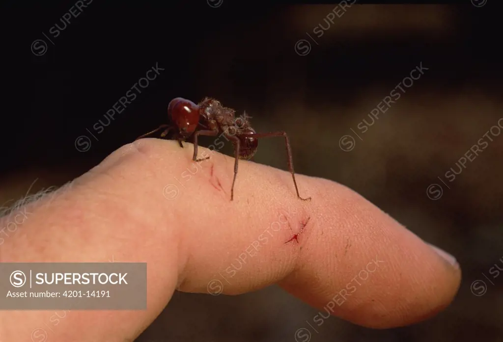 Leafcutter Ant (Atta laevigata) soldier bites photographer, carving through his skin in just the same way medium-sized workers bite leaves, near Sao Paulo, Brazil