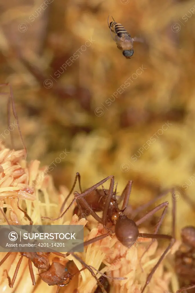Phorid fly attacks unsuspecting Leafcutter Ants (Atta cephalotes) working with heads buried in flower, French Guiana