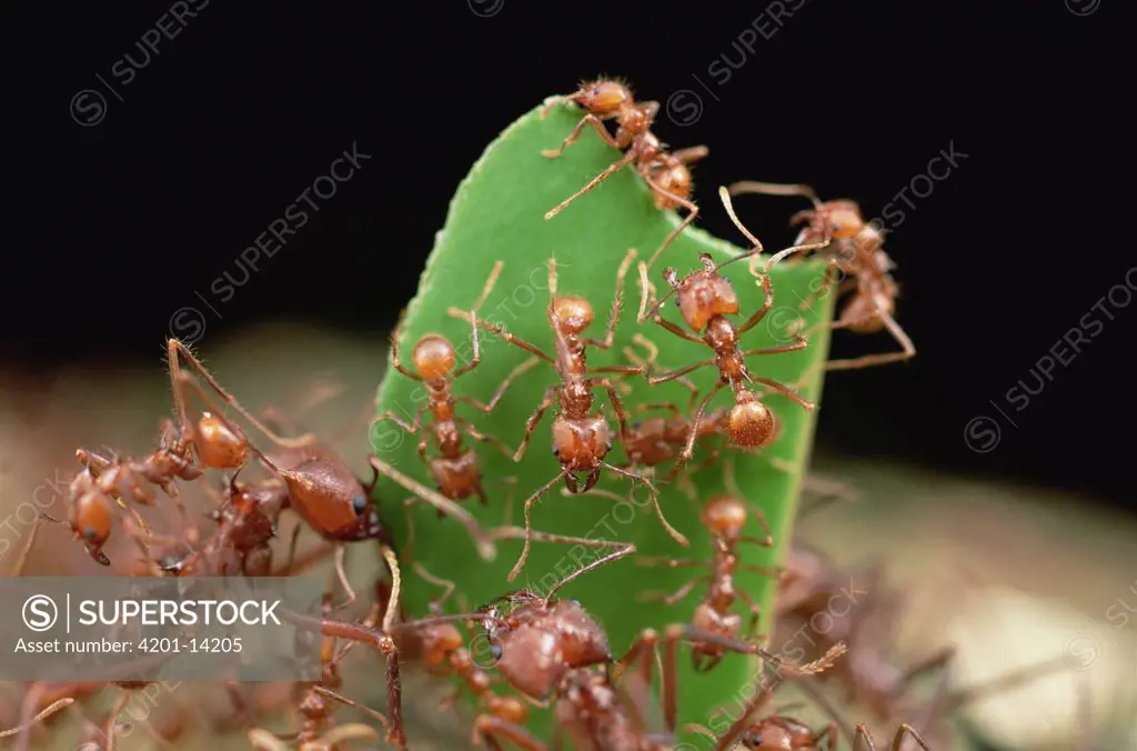 Leafcutter Ant (Atta cephalotes) worker carries leaf with its jaws full, workers carrying leaves must rely on a special cast of smaller ants riding on the leaves to defend against Phorid fly attack, French Guiana