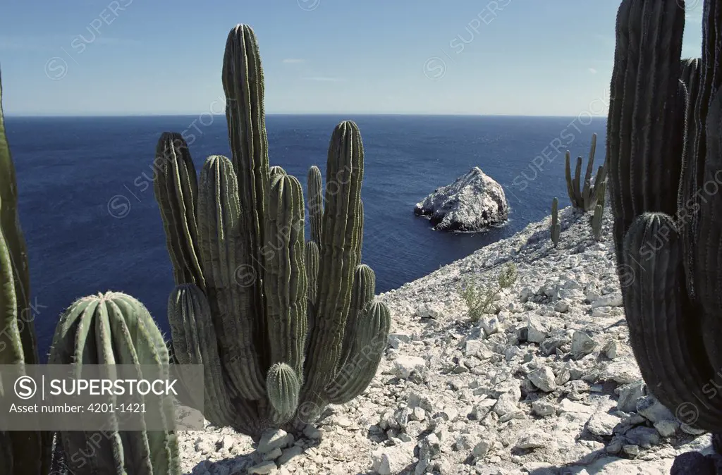 Cardon (Pachycereus pringlei) cactus growing on the cliffs, Isla San Pedro Martir, Sea of Cortez, Baja California, Mexico