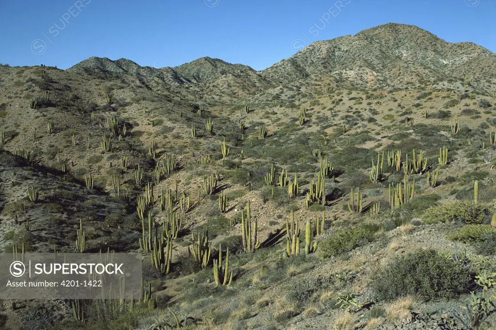 Cardon (Pachycereus pringlei) cactus forest, Santa Catalina Island, Sea of Cortez, Baja California, Mexico