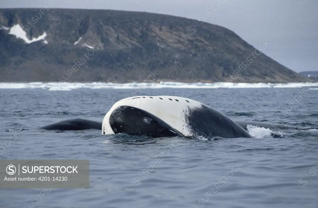 Bowhead Whale (Balaena mysticetus) juvenile basking, Baffin Island, Canada