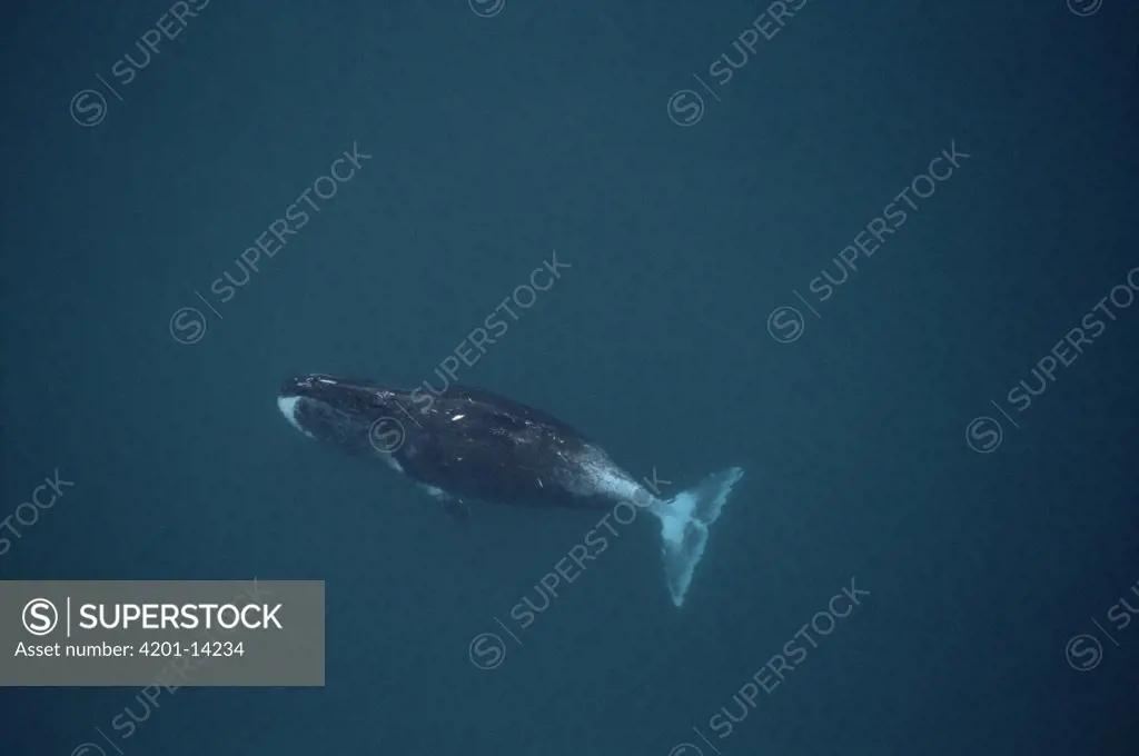 Bowhead Whale (Balaena mysticetus) aerial view of 50 foot adult scarred by scrapes with ice and Killer Whales (Orcinus orca), Isabella Bay, Baffin Island, Canada