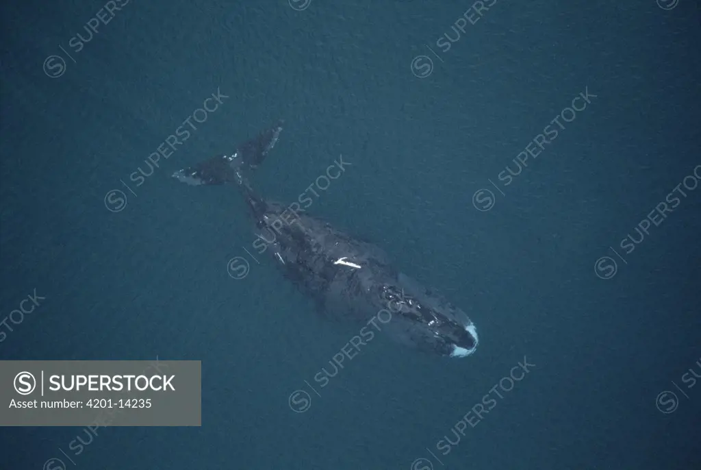Bowhead Whale (Balaena mysticetus) aerial view of 50 foot adult scarred by scrapes with ice and Killer Whales (Orcinus orca), Isabella Bay, Baffin Island, Canada