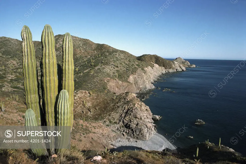 Cardon (Pachycereus pringlei) cactus overlooking the ocean, Santa Catalina Island, Sea of Cortez, Baja California, Mexico
