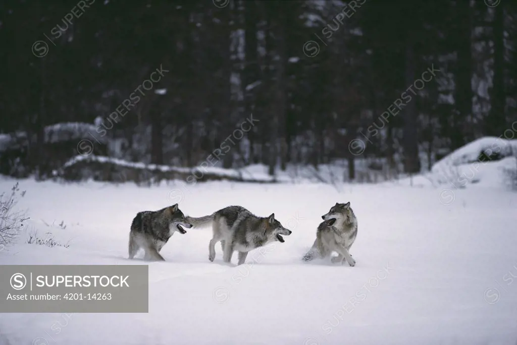 Timber Wolf (Canis lupus) trio playing in snow, Minnesota
