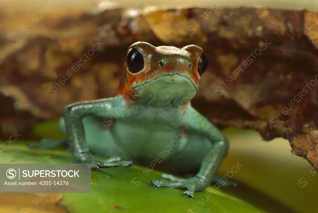 Strawberry Poison Dart Frog (Dendrobates pumilio) portrait, Mali