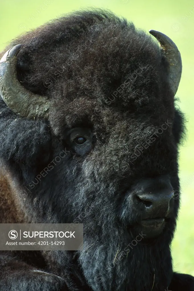 American Bison (Bison bison) male, South Dakota