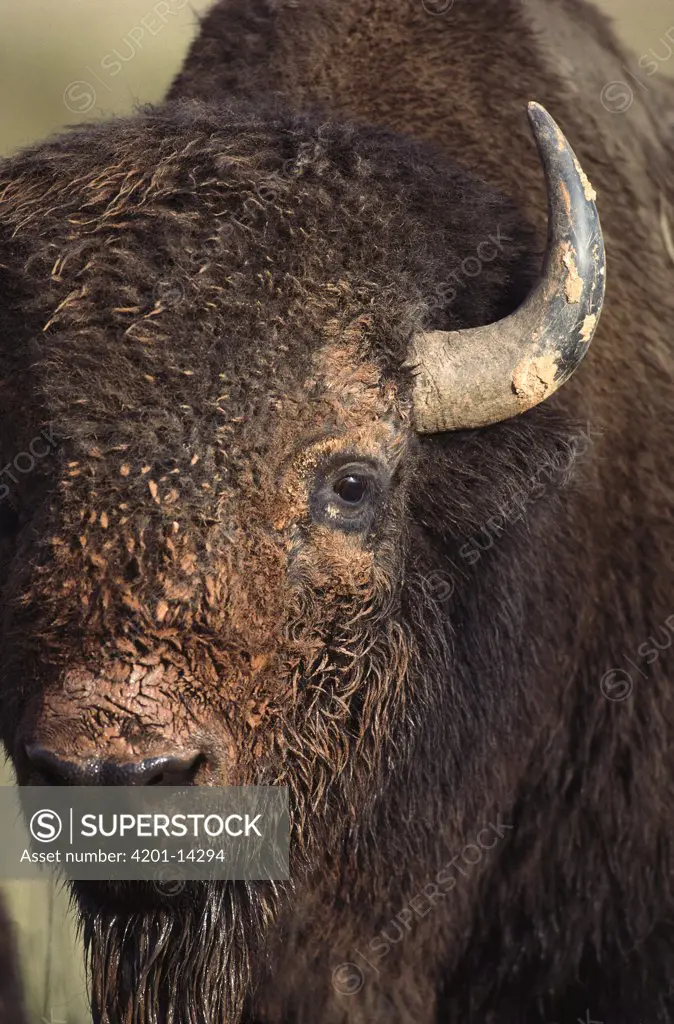 American Bison (Bison bison) face, South Dakota