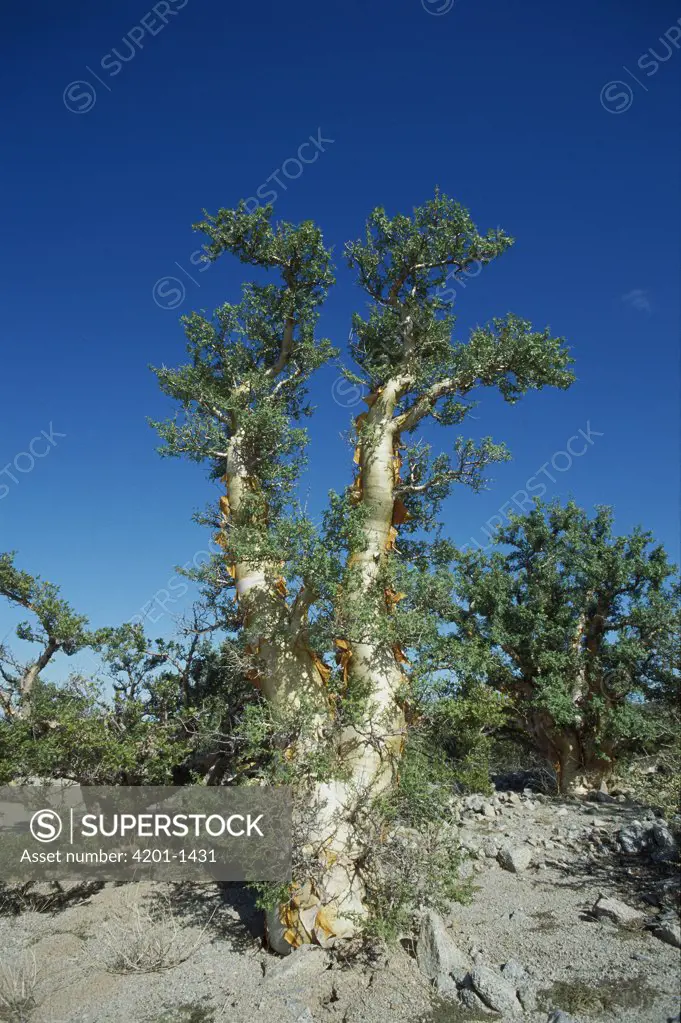 Elephant Tree (Bursera microphylla), Baja California, Mexico