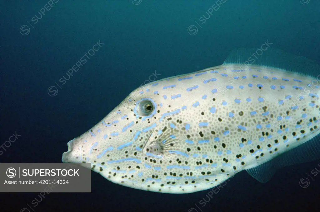 Scrawled Filefish (Aluterus scriptus) portrait off of Cocos Island, Costa Rica