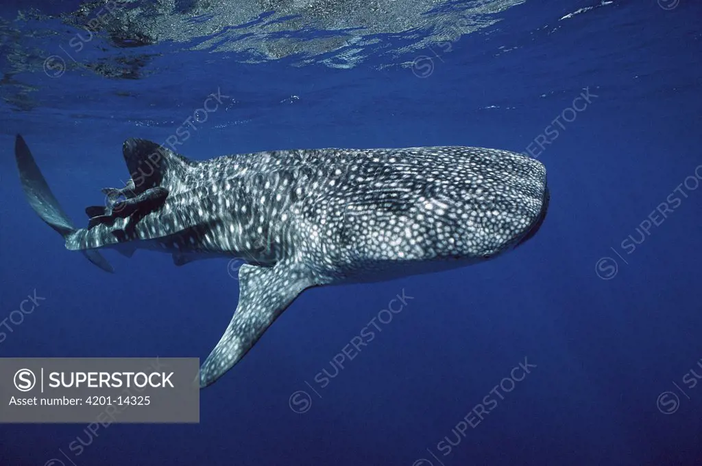 Whale Shark (Rhincodon typus) swimming near surface, Cocos Island, Costa Rica