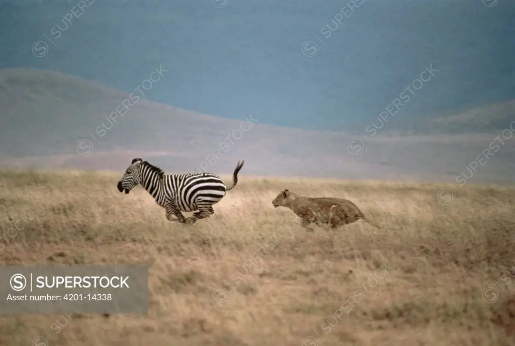 African Lion (Panthera leo) female chasing Burchell's Zebra (Equus burchellii), Serengeti, Tanzania