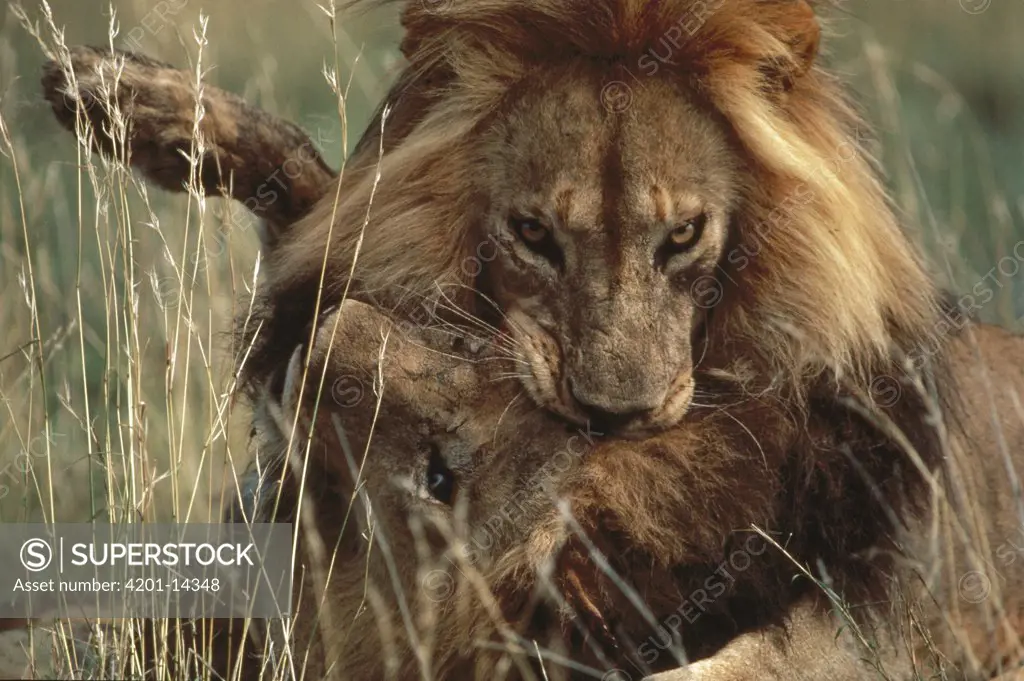 African Lion (Panthera leo) males fighting, Serengeti National Park, Tanzania