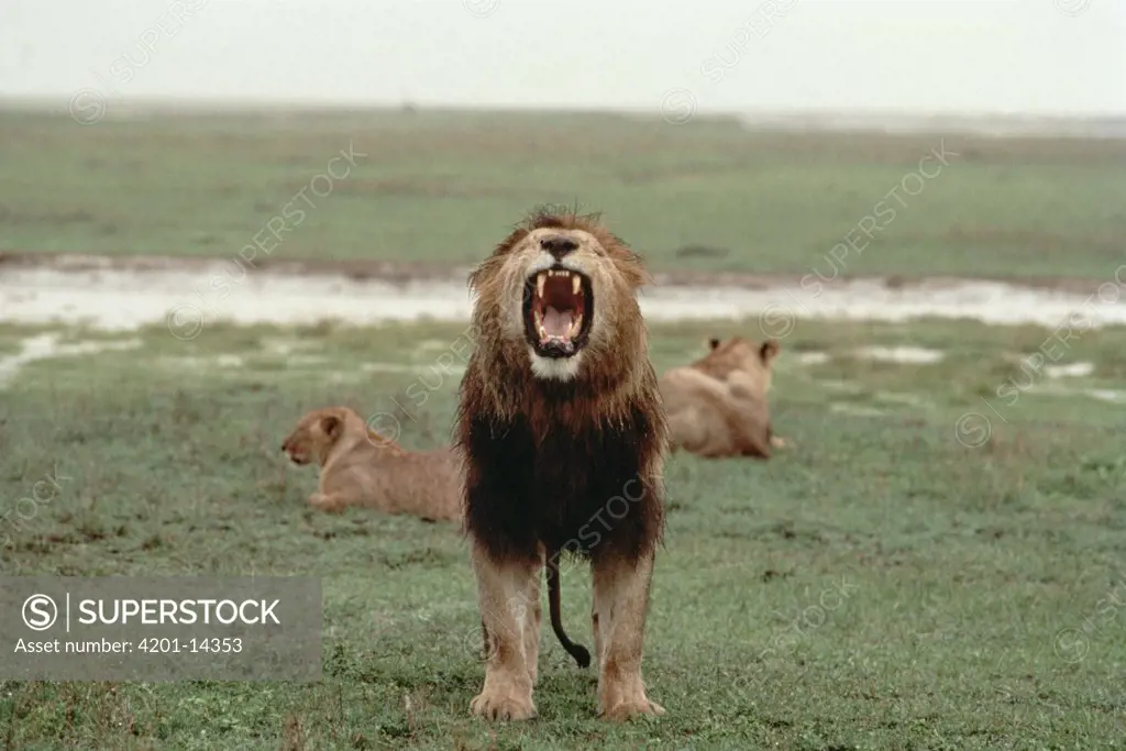 African Lion (Panthera leo) male roaring after rainstorm, Serengeti National Park, Tanzania