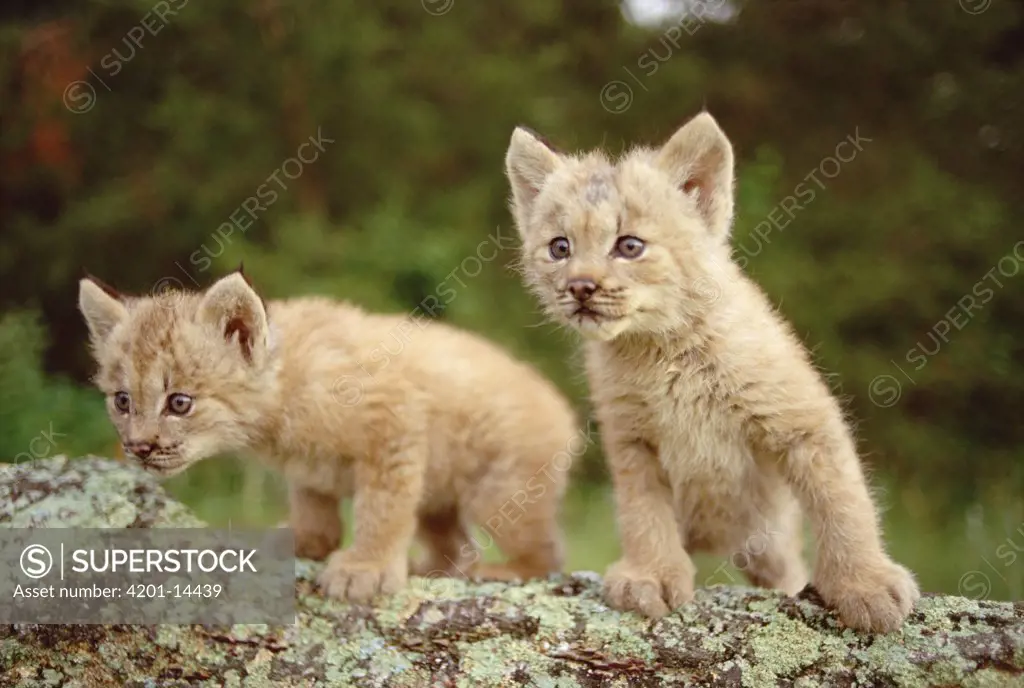 Canada Lynx (Lynx canadensis) kittens, Minnesota