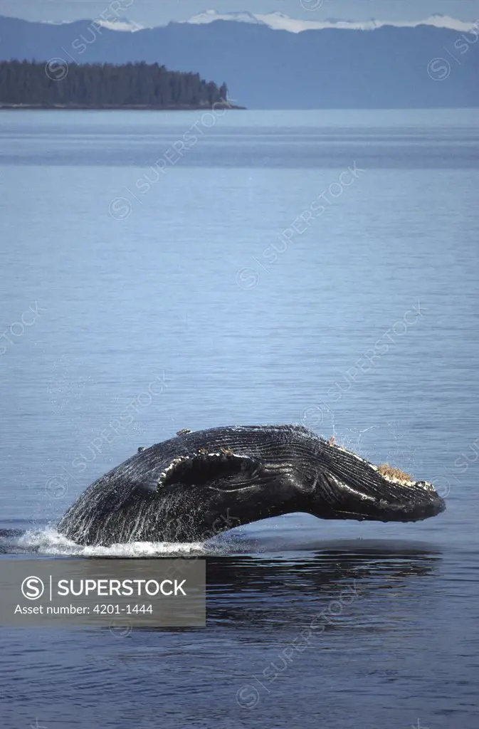 Humpback Whale (Megaptera novaeangliae) breaching in summer feeding grounds, snow passage, southeast Alaska