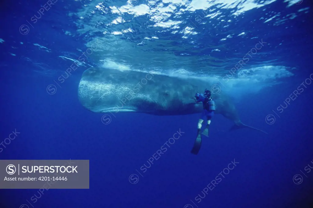 Sperm Whale (Physeter macrocephalus) with film maker Rick Rosenthal, Dominica