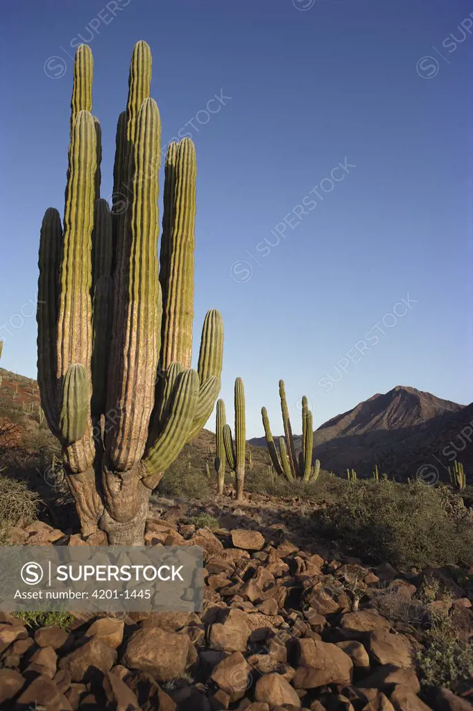 Cardon (Pachycereus pringlei) cacti in dry arroyo, Sea of Cortez, Baja California, Mexico
