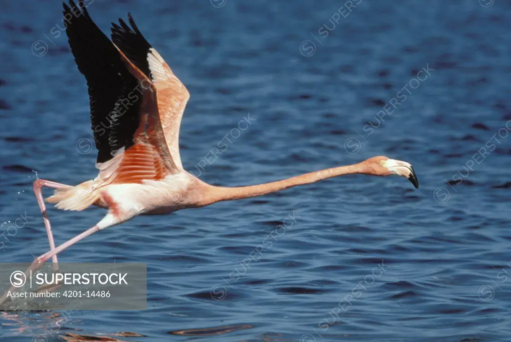 Greater Flamingo (Phoenicopterus ruber) taking off from water, Africa