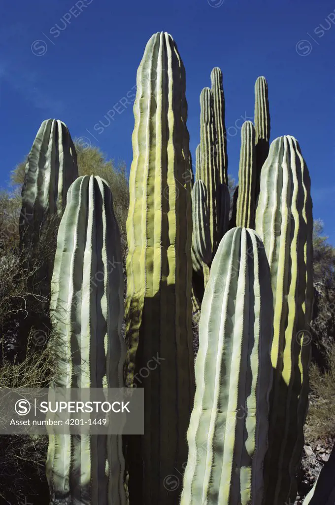 Cardon (Pachycereus pringlei) cacti, Sea of Cortez, Baja California, Mexico