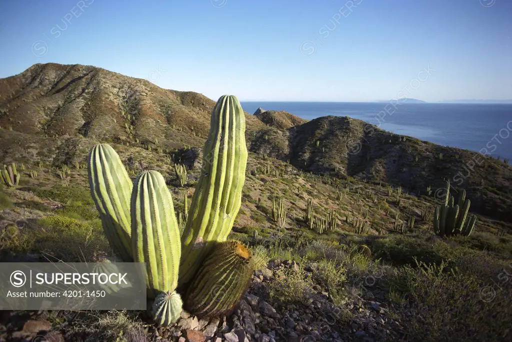 Cardon (Pachycereus pringlei) cactus in dry arroyo, Sea of Cortez, Baja California, Mexico