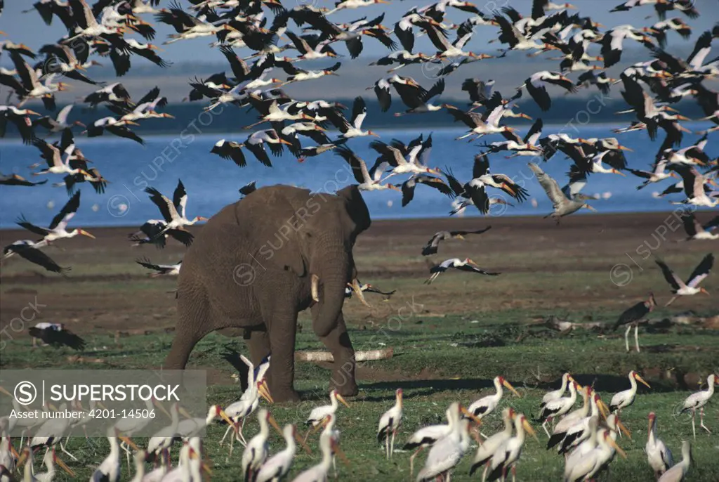 African Elephant (Loxodonta africana) and a flock of Yellow-billed Storks (Mycteria ibis), Serengeti National Park, Tanzania