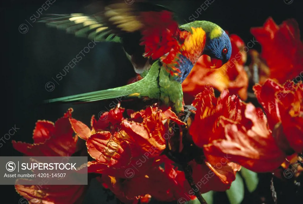 Rainbow Lorikeet (Trichoglossus haematodus) feeding on red flowers, Australia