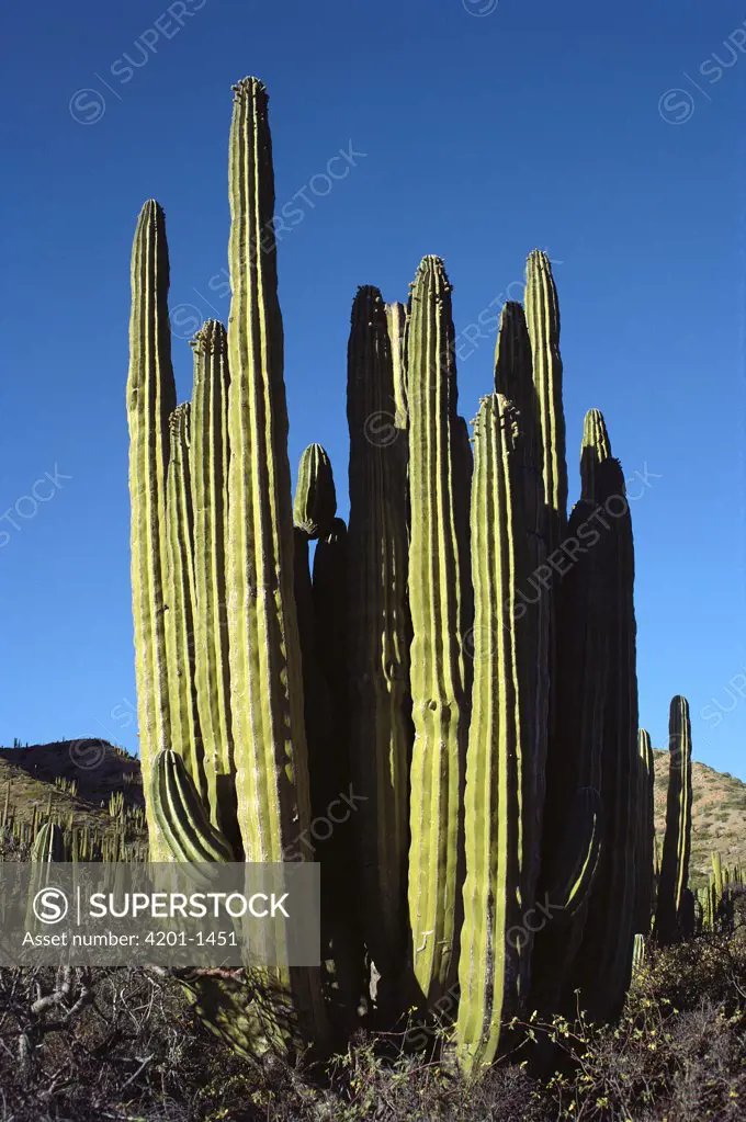 Cardon (Pachycereus pringlei) cacti in dry arroyo, Santa Catalina Island, Sea of Cortez, Baja California, Mexico
