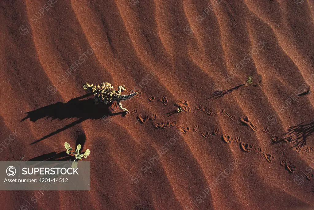 Thorny Devil (Moloch horridus) walking across sand, Australia