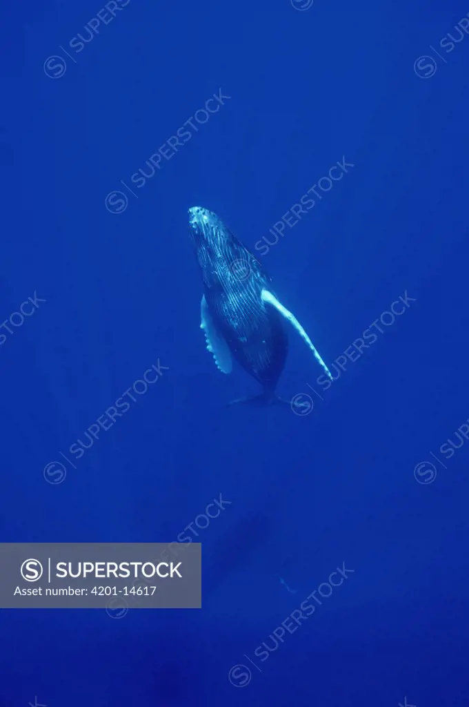 Humpback Whale (Megaptera novaeangliae) curious calf, Maui, Hawaii Notice must accompany published photo - photo obtained under NMFS permit #987