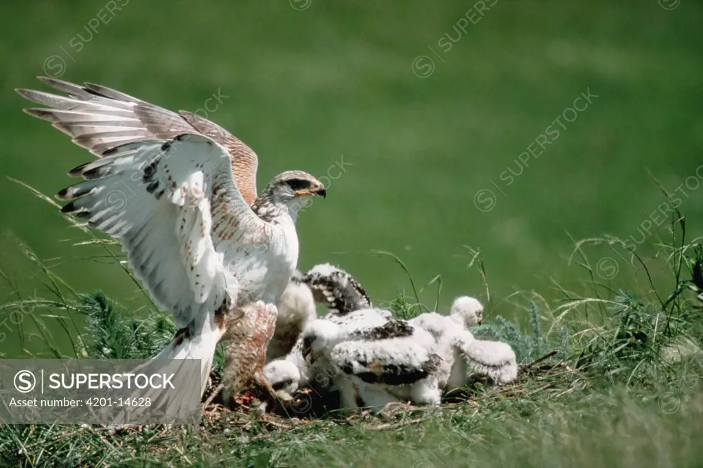 Ferruginous Hawk (Buteo regalis) and chicks on prairie nest, South Dakota