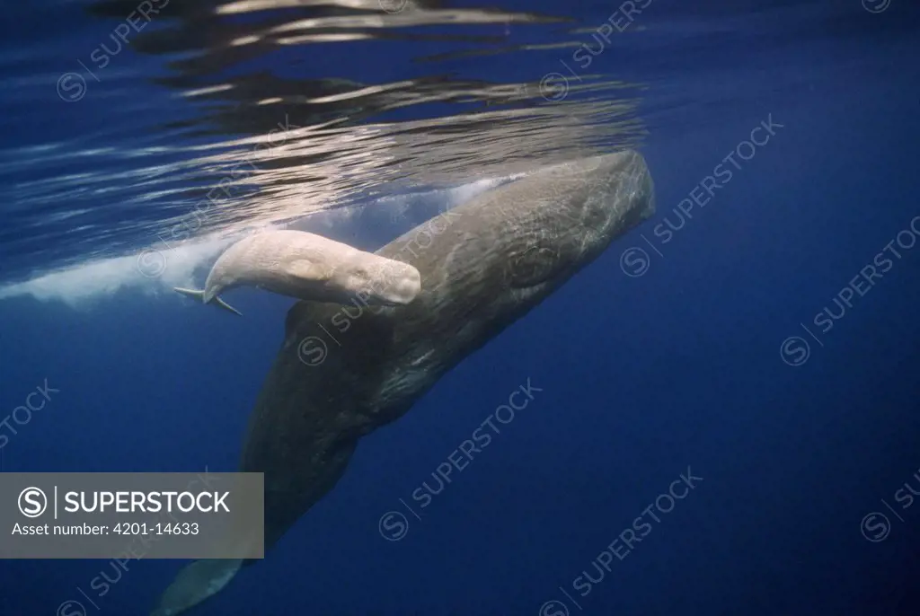 Sperm Whale (Physeter macrocephalus) calf, white morph, Portugal